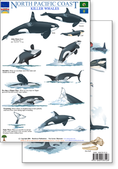 North Pacific Killer Whales & Behaviors Guide