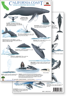 California Coast Whale & Dolphin Behaviors Guide