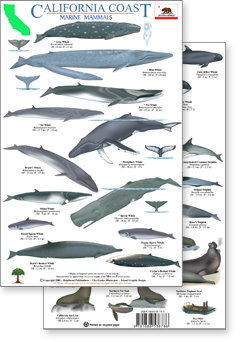 California Coast Marine Mammal Guide