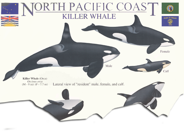 North Pacific Killer Whales & Behaviors Guide