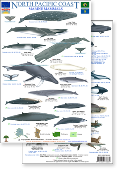 North Pacific Marine Mammal Guide