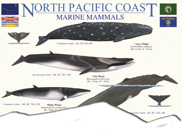 North Pacific Marine Mammal Guide
