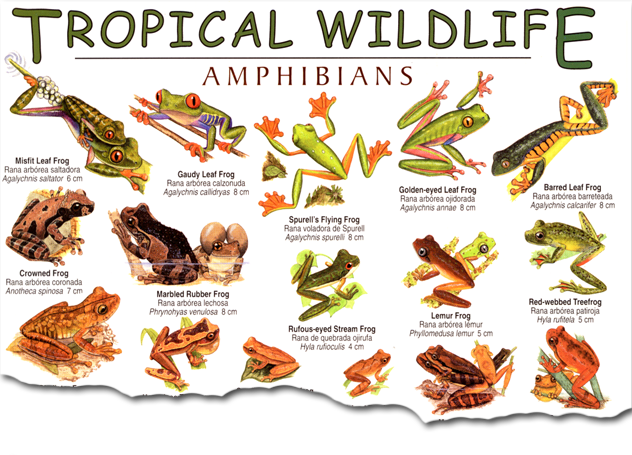 Tropical Amphibians Field Guide