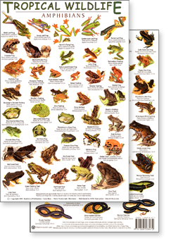 Tropical Amphibians Field Guide