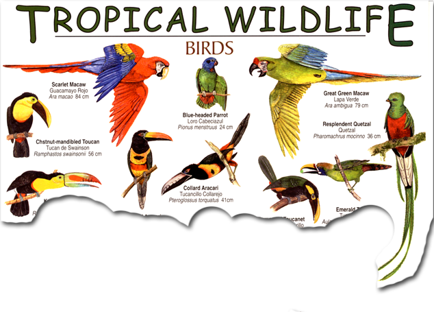Tropical Birds Field Guide