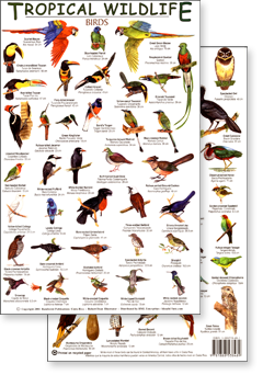 Tropical Birds Field Guide