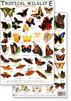 Tropical Butterflies Field Guide