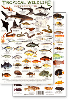 Tropical Reef Fish Field Guide