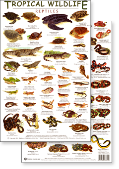 Tropical Reptiles Field Guide
